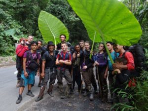 Big jungle leaf